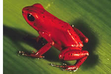 Red Frog in Bocas del Toro